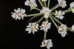 Coastal plain angelica